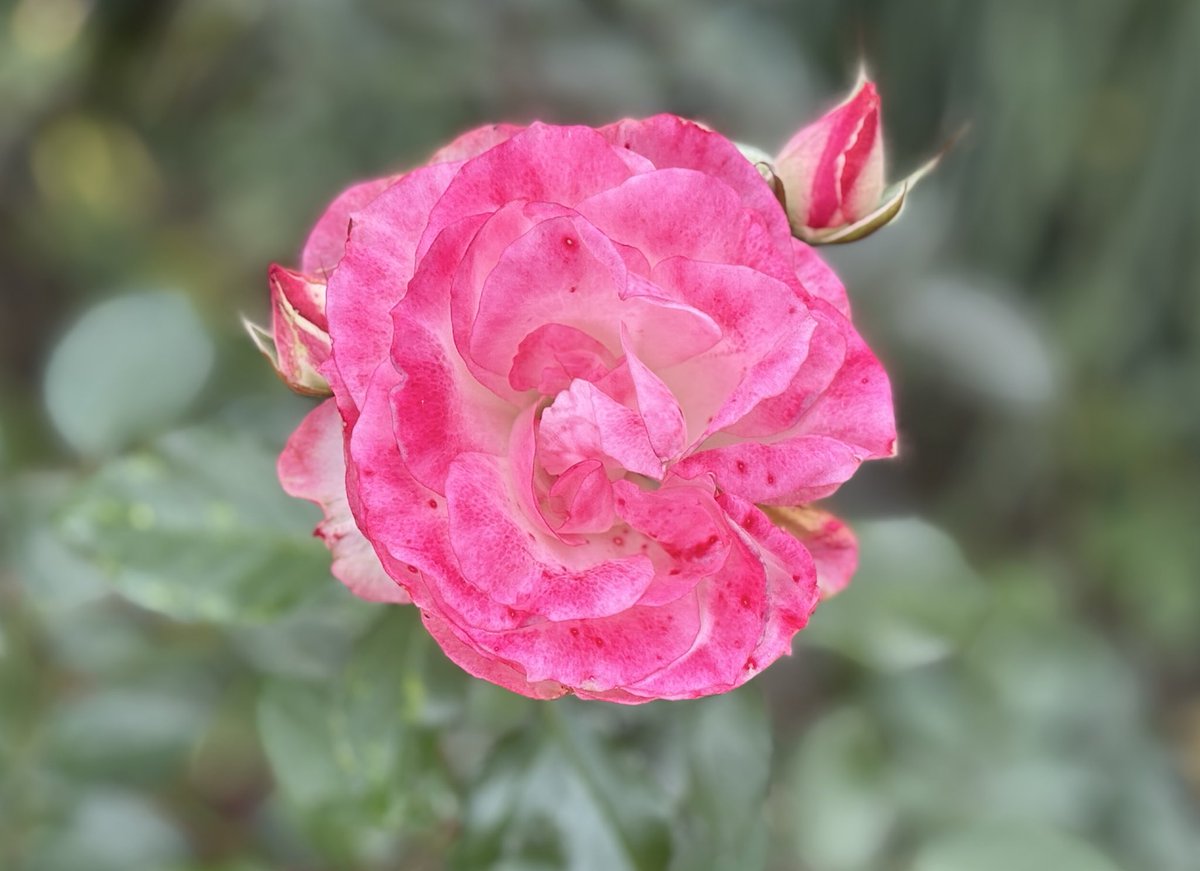 深夜 雪が積もってきました
まだノーマルタイヤです

ぴえん…