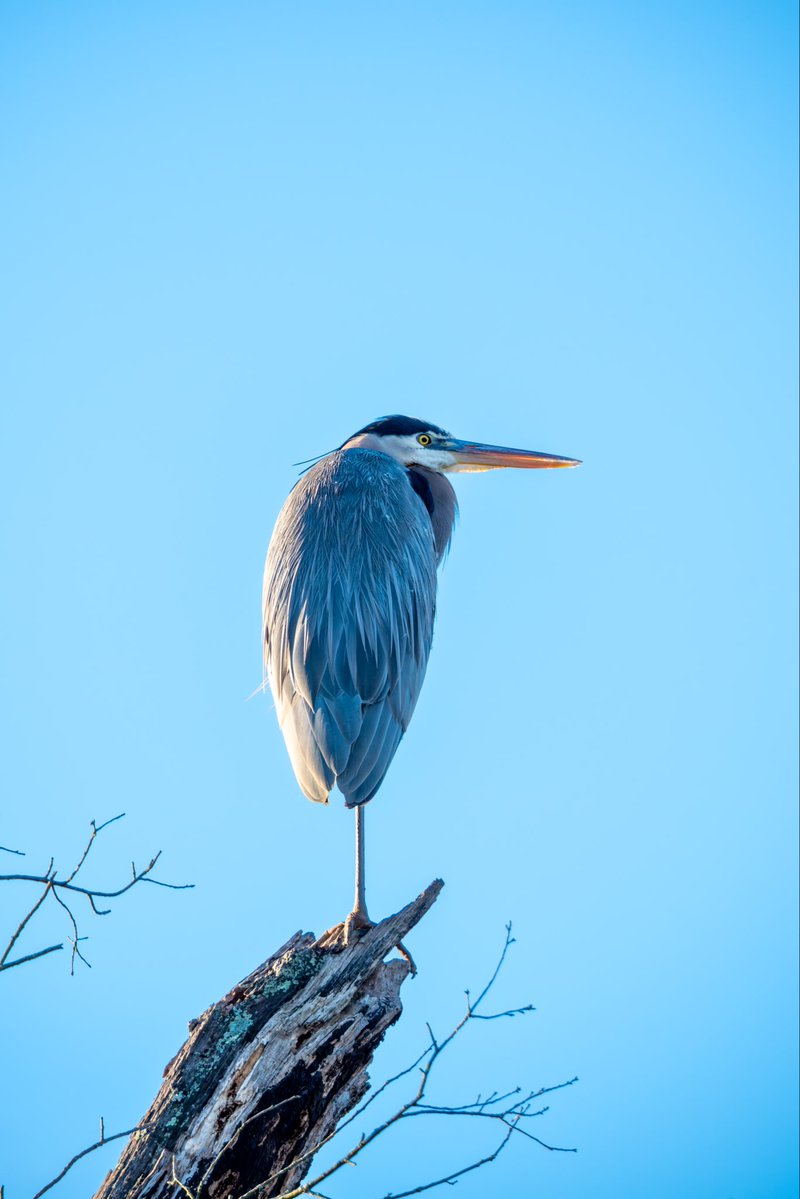 JamisonJPhoto's tweet image. This Blue Heron was chillin on one leg! It took off shortly after this photo

#fujifilm #birdcpp #wildlifephotography