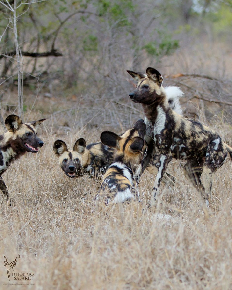 60 km/h hunts, heartwarming reunions. African wild dogs show us the true strength of the pack. Ready to witness it yourself? nhongosafaris.us

#nhongosafaris #krugerpark #krugerparksafari #SafariLife #AfricanWildlife #NatureLovers #Wildlife #NaturePhotography