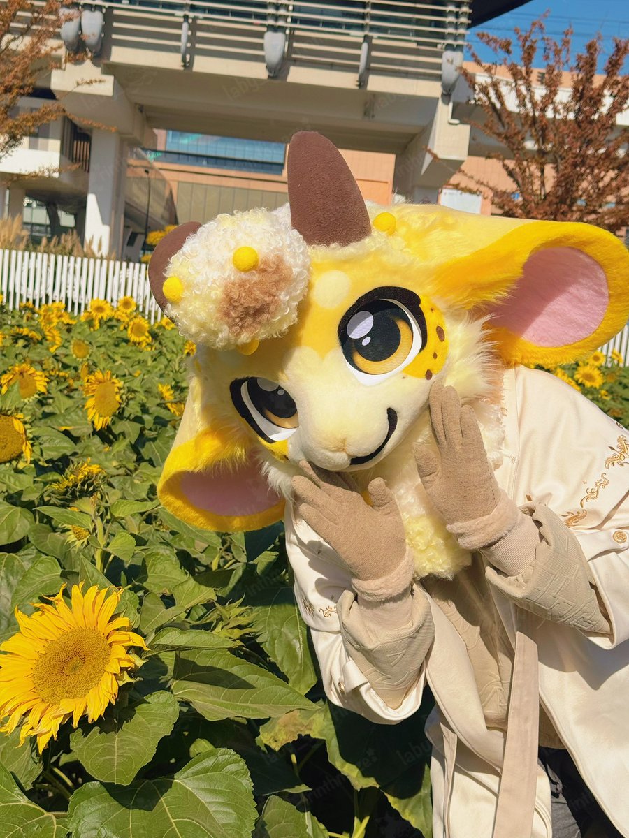 These are some photos I didn't post before. ☺️I hope X can post more photos at once.

#furry #fursuit