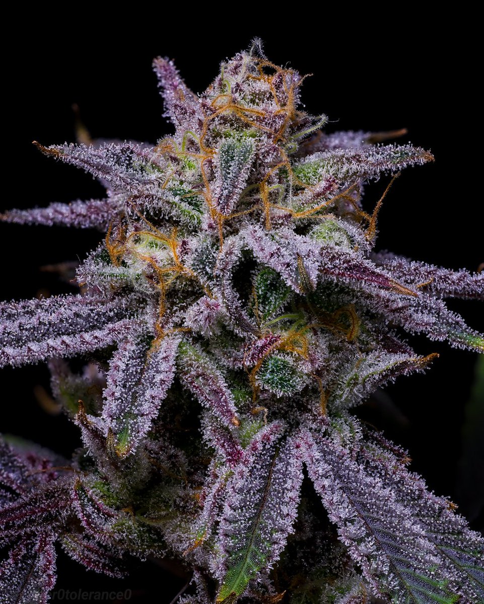 Gotta make room in the dry tent for this one. Smells have evolved into like a volatile ginger ale or maybe grapefruit, but not sweet. Hard to describe. Slurricane 7 S1