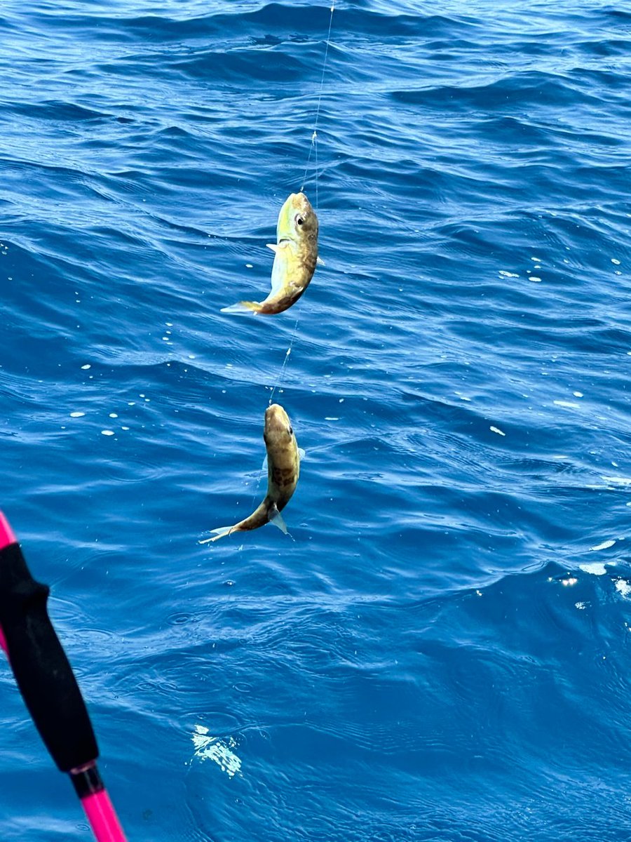 _al511otibi's tweet photo. Catching moments and fish under the sun 🌊🎣 https://t.co/qNihWWNqxK