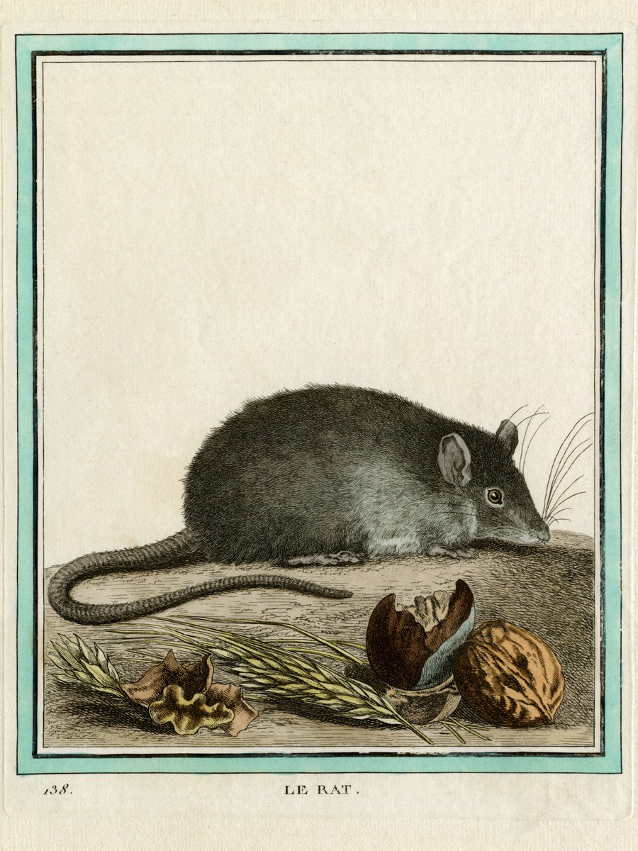 TerenceKerr5's tweet photo. #WildlifeWednesday #Rat #Rattus
Rat (Rattus). Engraving titled 'Le Rat', created in 18th century for French naturalist Georges-Louis Leclerc, Comte de Buffon (1707-1788). The engraving, later coloured by hand, appeared in Buffon’s influential work on natural history, the multi-volume 'Histoire Naturelle, générale et particulière …’, published over several decades from 1749.
https://t.co/PwHVMxfIhB