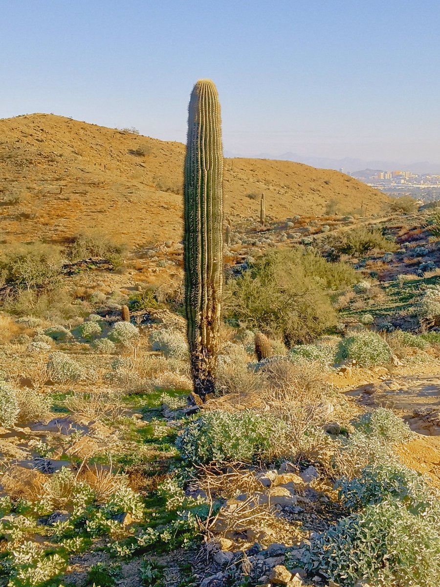 RyanBiddulph's tweet photo. We hiked the Pima Canyon Valley Trail in Phoenix today.
Cactuses starred..... obviously.
Look below to see me and a cactus becoming fast friends.
#HugACactusDay https://t.co/QuEKl78g4T