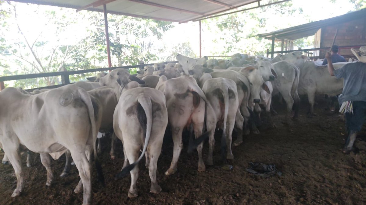 PLBARRANCA's tweet photo. Tip para ganaderos: Registrar la vacunación contra fiebre aftosa y brucelosis bovina en el ICA no es solo un requisito legal, es la garantía de trazabilidad sanitaria del hato.
¡Vacunar y reportar es cuidar el futuro de la ganadería!
#orgullosamenteganaderos https://t.co/qXuqFuhKe2