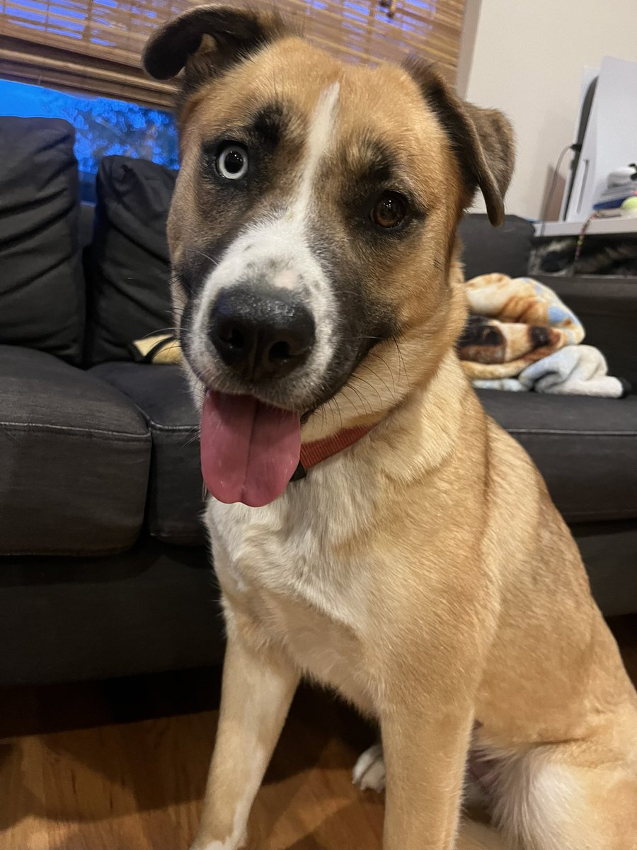 Quah_164's tweet image. Hello, I’m Dizzy and I’m a new family member 🤭 #dogsoftwitter #doggo #Dogslover #AdoptDontShop