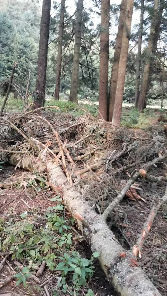 Así la tala ilegal en el cerro de La Palma, La Cañada, Huixquilucan.
