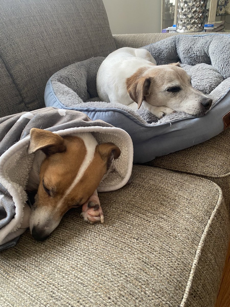 #WontLookWednesday #zshq #dogs #dogsoftwitter 💚❤️#DogsofX #LittleBear 💚❤️#BabyBea 🫩😴🥱💚❤️💚
And that makes TWO… 🫩🥱