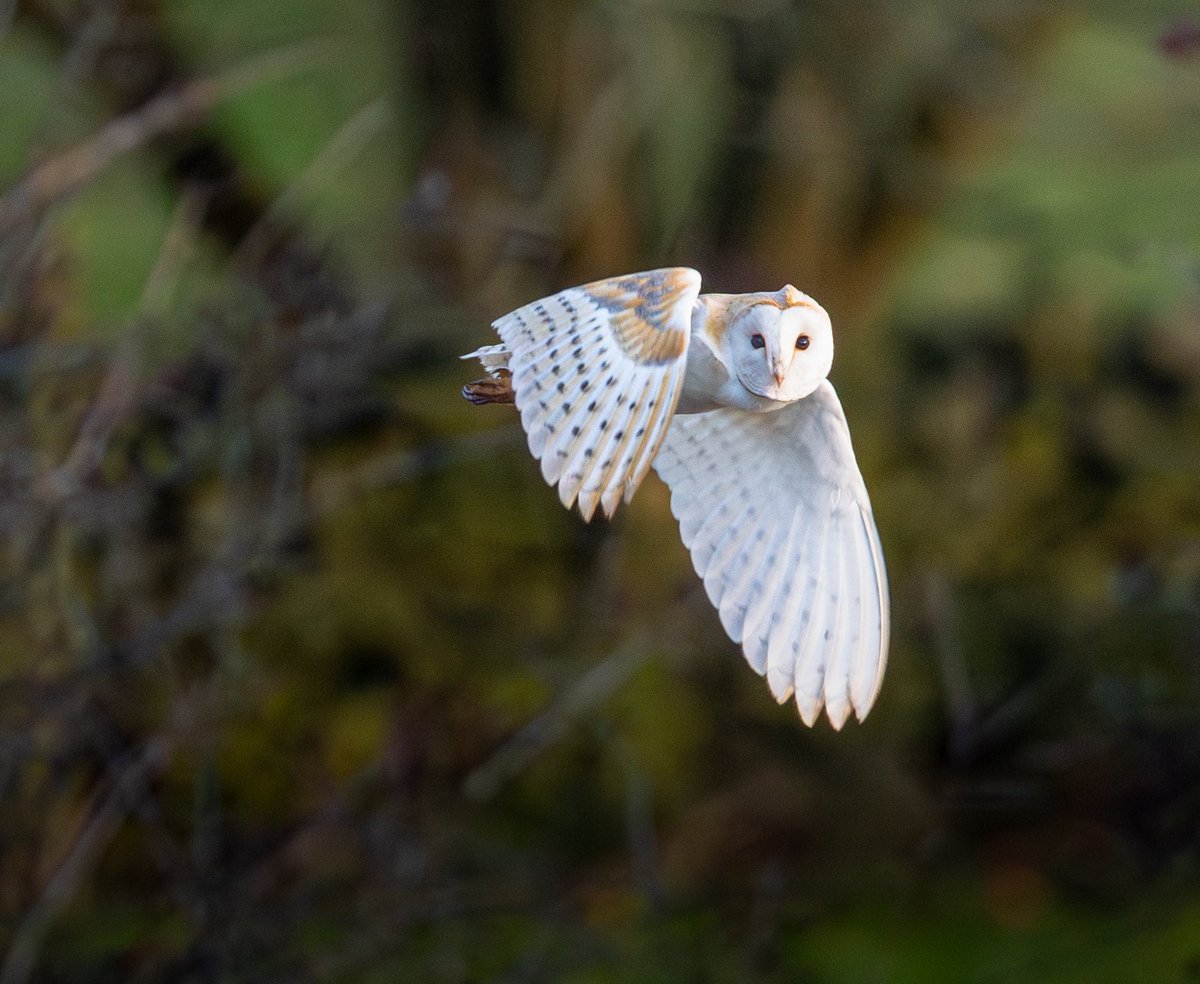 sjoneswildlife's tweet image. Think my little mate recognised me this afternoon