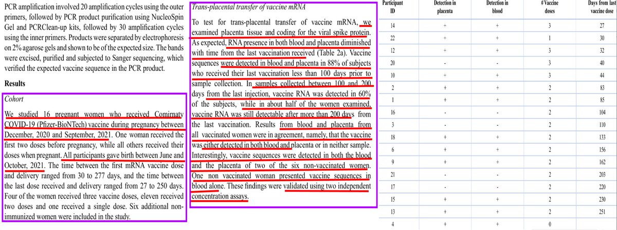 VaccineMole's tweet image. 🚨URGENT: New study from Israel, only accessible online today/pub date 15 Oct 2025, finds Pfizer vaccine mRNA detected in blood, placenta, sperm &amp;amp; seminal fluid of vaccinated/still detectable in 50% women &amp;gt;200 days last-dose indicating prolonged persistence in the body.…