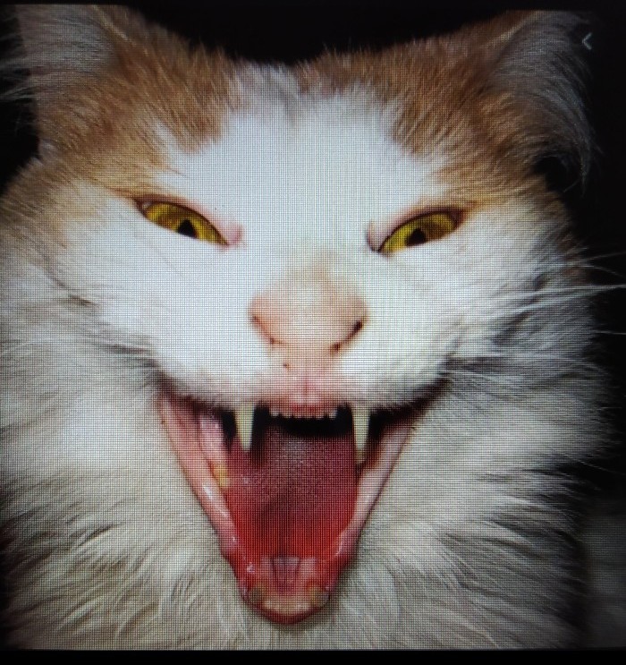 Aaaaaa #kiskanmak Nüzhet ve Halit 'in amcasının kızı çıkmayayım aaaaaa #esrefrüya sında görse inanmaz 😬