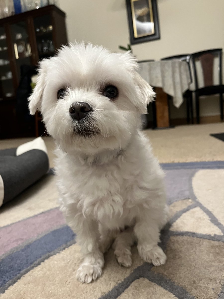 フワフワシロクマみたいです