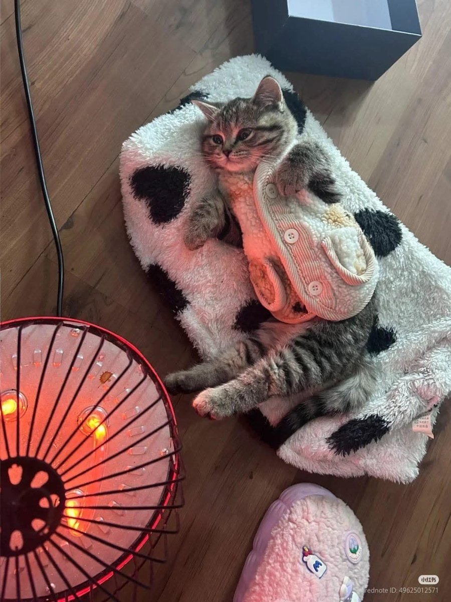 Trabajando desde temprano para que mi gatito esté así: