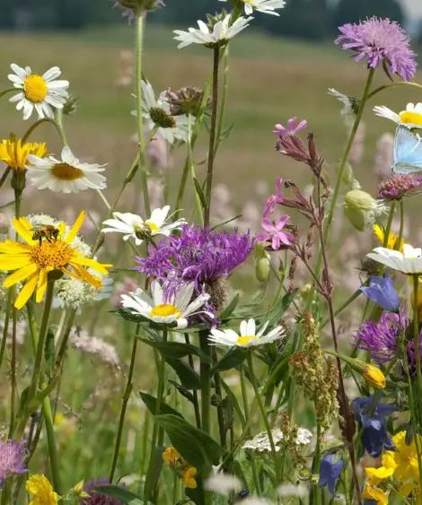 Create a vibrant, pollinator-friendly garden with this Pollinator Garden Gift Set.
Shop Now:
grownforest.ie/product/pollin…

#sustainablegifts #Grownforest #christmasgift #nature