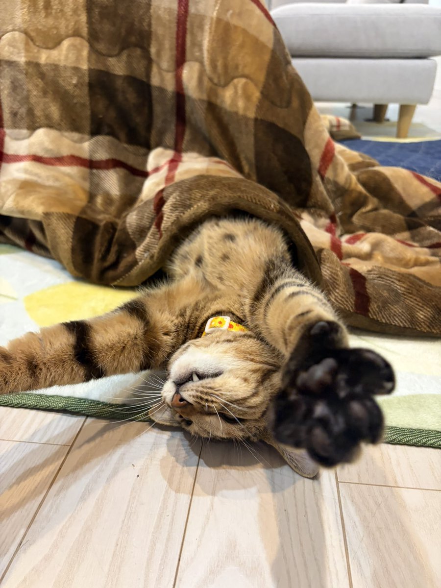 こたつ最高にゃ〜😸🛋✨

まりも、こたつライフ満喫中…
「見てにゃ！これが“こたつの極楽ポーズ”にゃ😼✨」

手も体も心も、ぜ〜んぶとろけてびょーん🐾💛
この冬は、完全に“こたつの住民”になりそうです😂💕