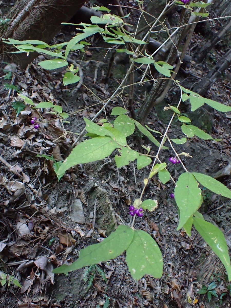 ヤブムラサキの萼片もふもふで可愛い

　　､ゞヾ∧””‘∧;,
　ヾ　　　・ω・ 彡
‘ﾐ　　　　🟣　 🟣 ミ
~彡　　　　　　　 ﾐ
　/ｿ,,　,🟣; ,;;:､🟣ヾ`

こんな感じ笑