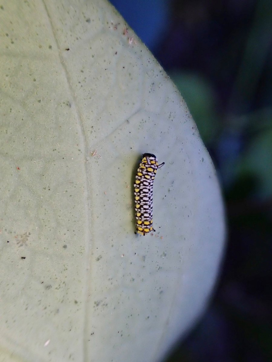 穴あきキジョランをめくったら、やっぱりいたアサギマダラ☺️

幼虫はまだ少なくて孵化前の卵が多い。
成虫ももちろん可愛いけど、個人的にはイモムシと蛹のほうが好き