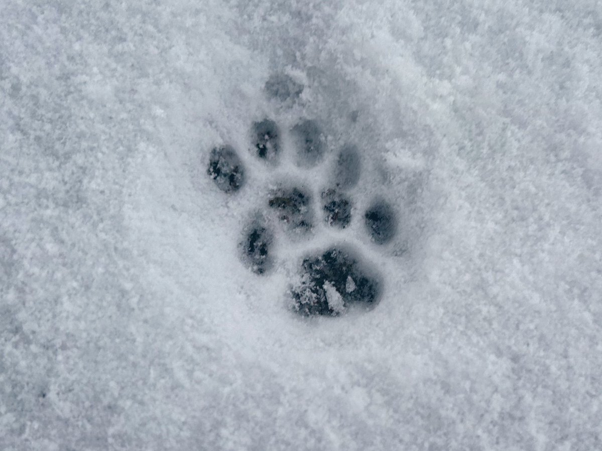 pontchat1997's tweet image. ペタペタペタペタ🐾
肉球スタンプ2025