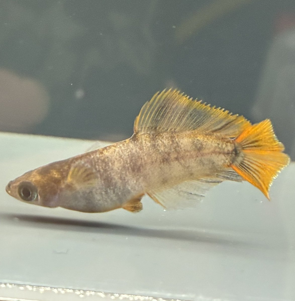 アルプスめぇ〜だか🐐 tweet media