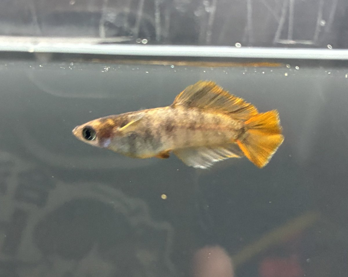 アルプスめぇ〜だか🐐 tweet media