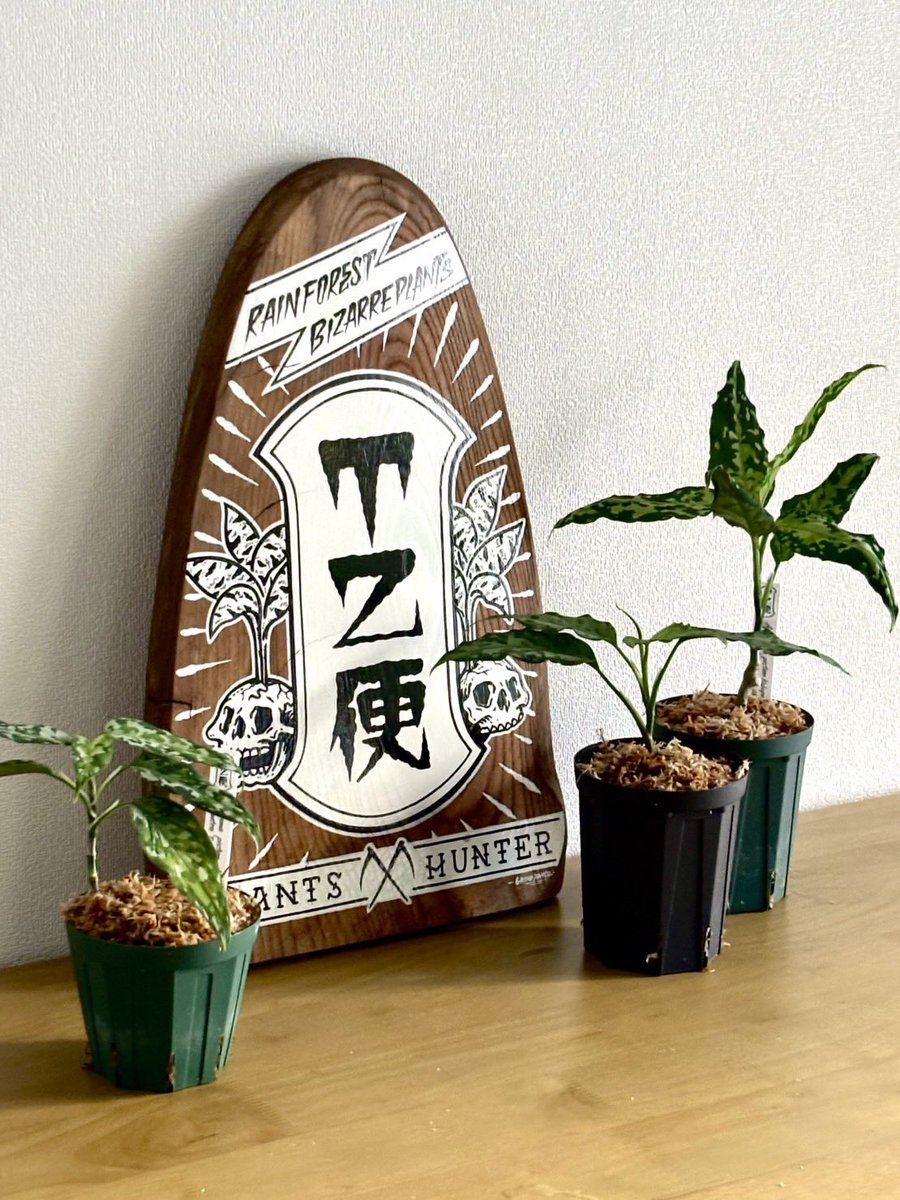 東南亜細亜植物採取家 TZ便 (@tsagittarus22) / Posts / X