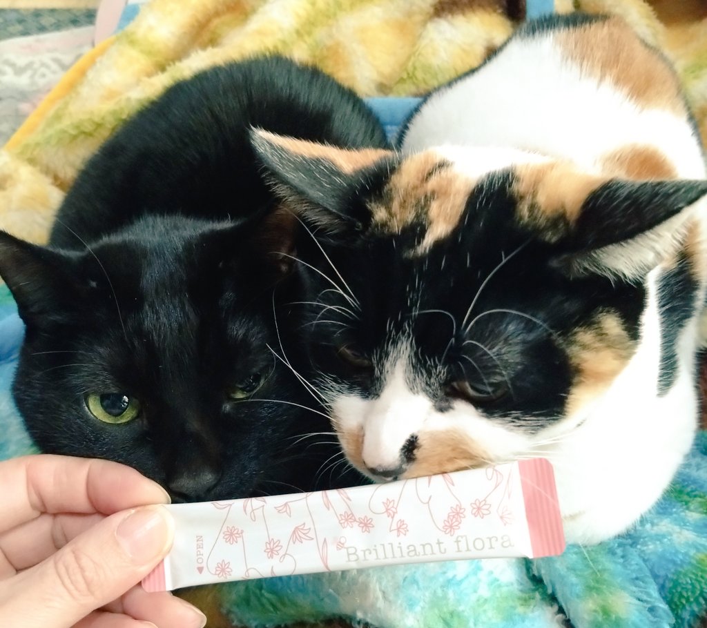 みけねこ。 (@mike_myi) / Posts / X