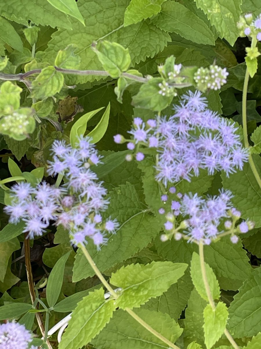 ハイジ (@haiji1010) / Posts / X