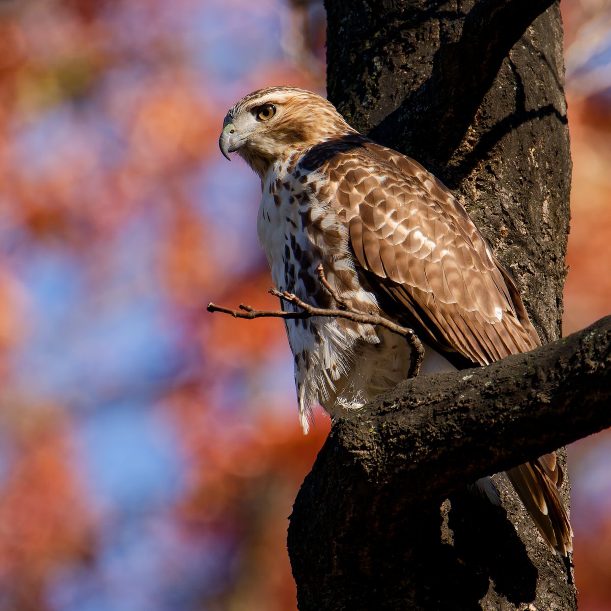 hubbnyc's tweet image. Red-tailed Hawk and Cooper&apos;s Hawk in the Central Park Ramble today  
#redtailedhawk #coopershawk #birdcpp #birdphotography #nikonphotography