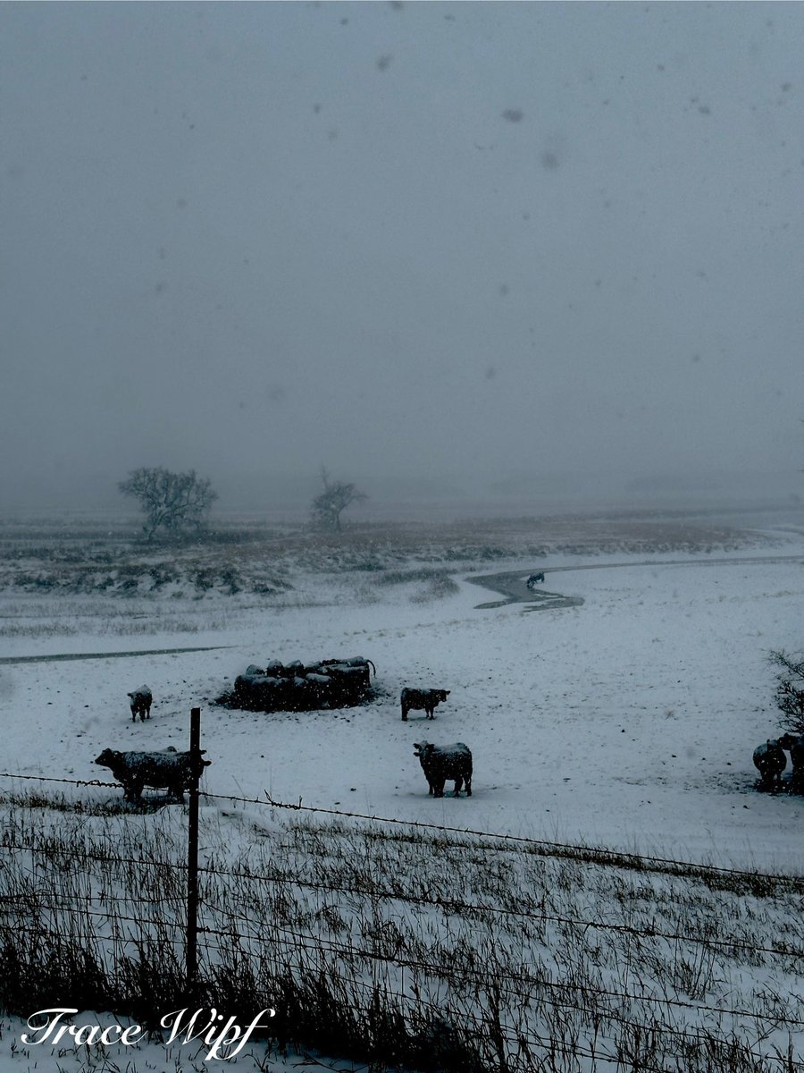 WipfWX's tweet photo. “Winter On The Open Range” 📍Cavour, SD ⏰3:18 PM 🗓️11-28-25
#SouthDakota #WinterStorm #SnowDay #CattleLife #FarmLife #RanchLife
#CountryPhotography #FarmPhotography #WinterVibes https://t.co/FFqcMJvwpm