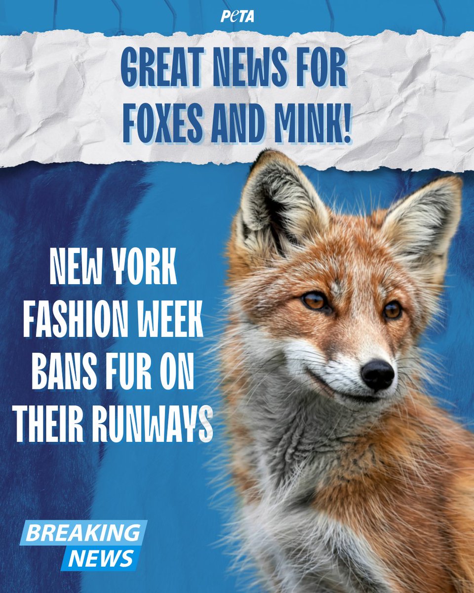 BREAKING: Fur is out at New York Fashion Week.
Designers and retailers ditched it long ago, and almost every big name in fashion has condemned this violent industry after seeing what it means for animals no different from the cats and dogs we love.
Paris and Milan Fashion Weeks