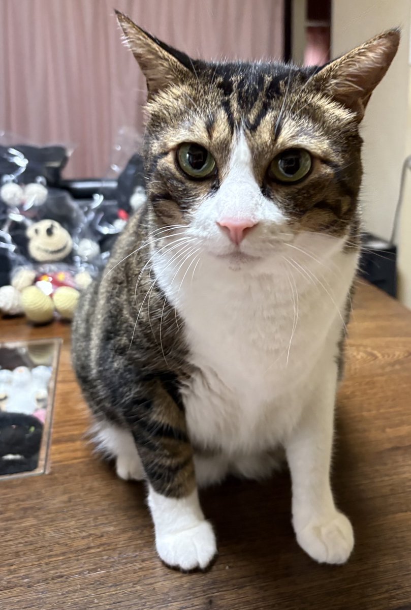 よろしくニャン✌️😸