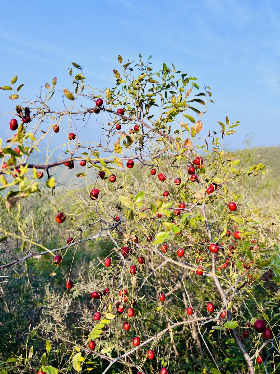 rarefiedgas's tweet photo. #Jujubes #hiking #outdoors #mountains https://t.co/PTqftsxVtp
