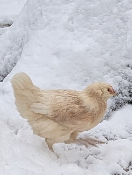 wilson_dunham_f's tweet photo. Here's the Cochin x Faverolle pullet who gifted us this fairy egg. One of of our earliest layers ever!
She's got a muff AND feathered feet. Quite a Looker :-)
Share one of your weirdest #BarnyardMix babies !!
#SustainableFarming #Homestead #PoultryGenetics https://t.co/xiR0FTM3lL