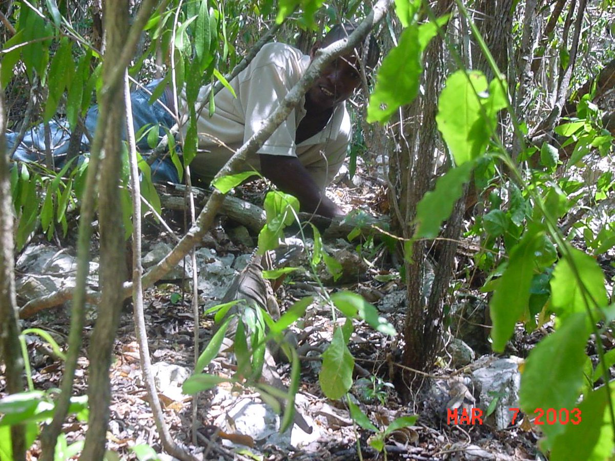 Hey <a href="/RoostersWorldja/">RoostersWorldja</a>  promise made, promise kept. I never knew they would come this close to us. #Jamaicaniguana   #Cycluracollei  #endangeredspecies   #hellshirehill #ecology #fieldtrip