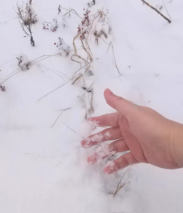おはようございます 今朝は外が雪で真っ白! 今までも降っては溶けてを繰り返してたけど、そろそろ根雪になるんだろうな～ 我が家は息子がインフルエンザA型にかかってしまいました…(。'Д⊂) 皆さま風邪には十分お気をつけ下さいませ!