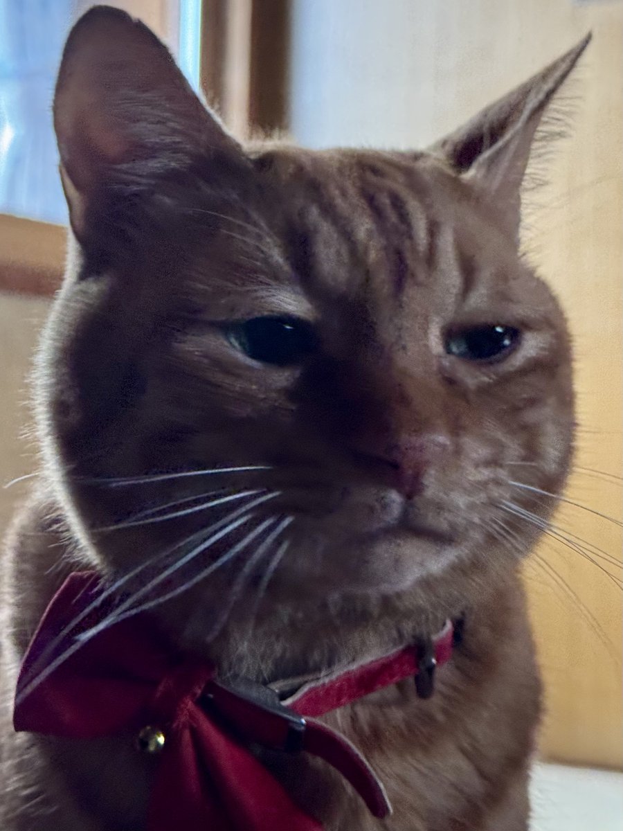 にゃうこ (@nia_7053) / Posts / X