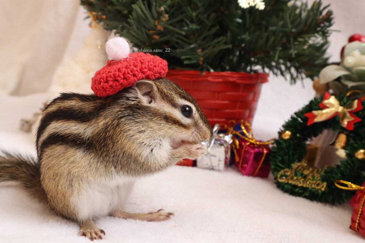 シマリスのしまとあめ (@shimaame_22) / Posts / X