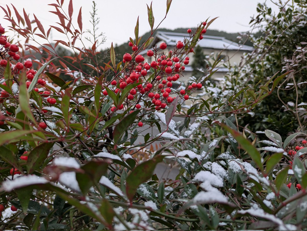 atomu_reo's tweet image. おはようございます😊　初雪❄です😅