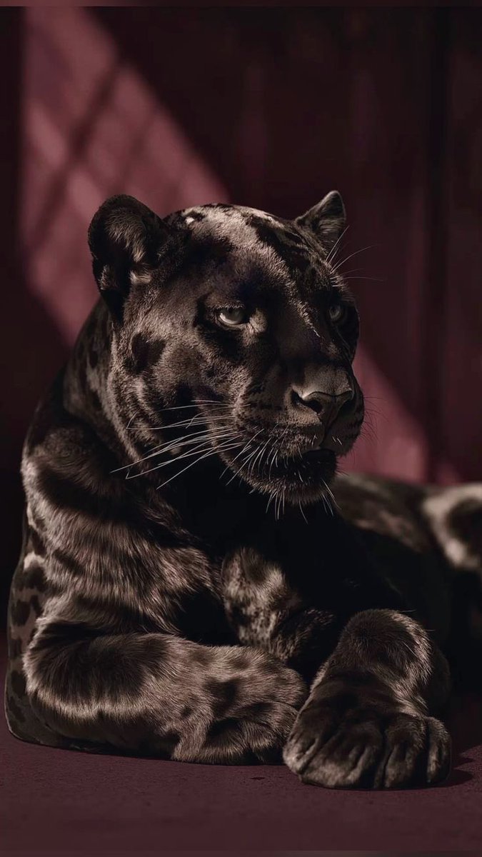 REX (@rexchillect) on Twitter photo 