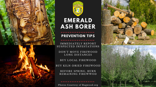 The #EAB have invaded MS! 

Humans primarily spread Emerald Ash Borer #EAB by transporting infested firewood, wood pallets, and other ash products. Here are some prevention tips to help prevent the spread of EAB. 

#MSforestry #SaveOurAshes #foresthealth #invasivespecies