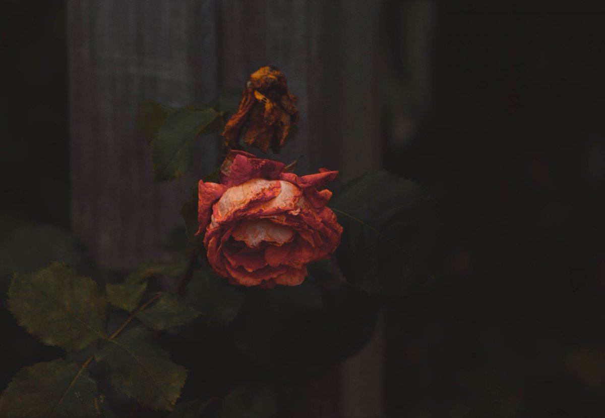 بوح ❥ tweet media