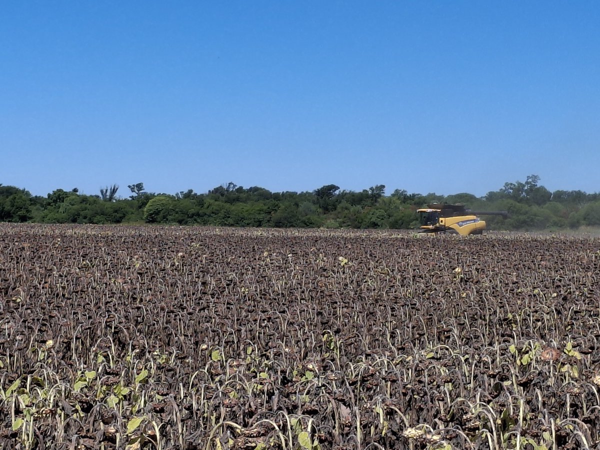 Ema Casañas 🌽 🌻 🍃 🚜 🌞 tweet media