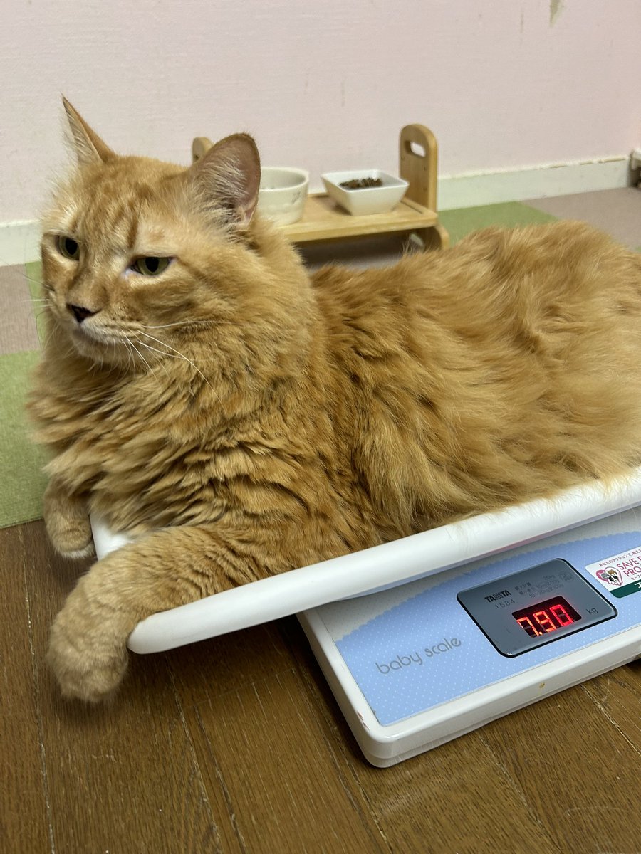 京介ーー
また増えてますぞー💦

#またたび家
#茶トラ
#体重測定