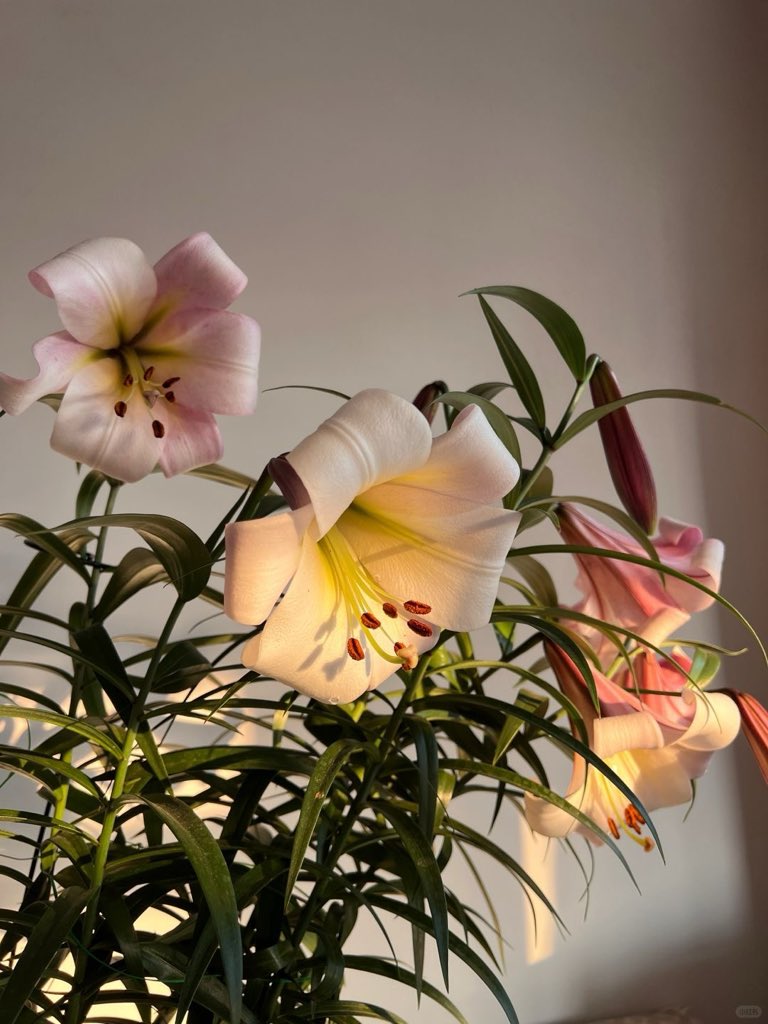 Flowers Community on X - 139.5K Members