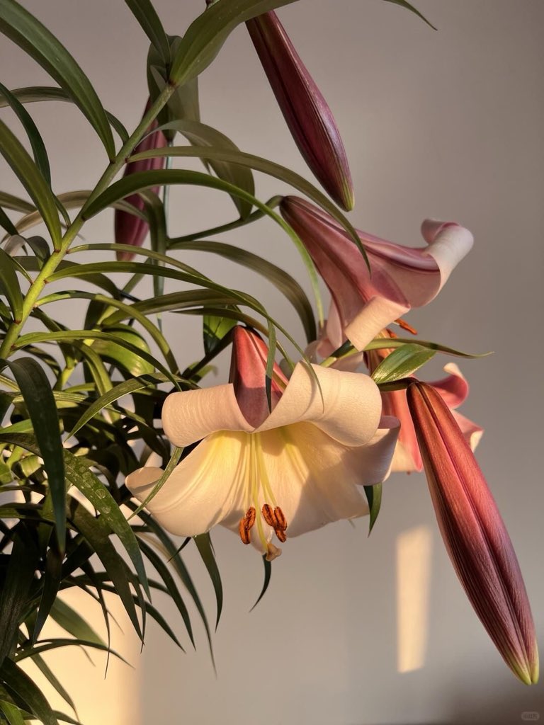 Flowers Community on X - 139.5K Members