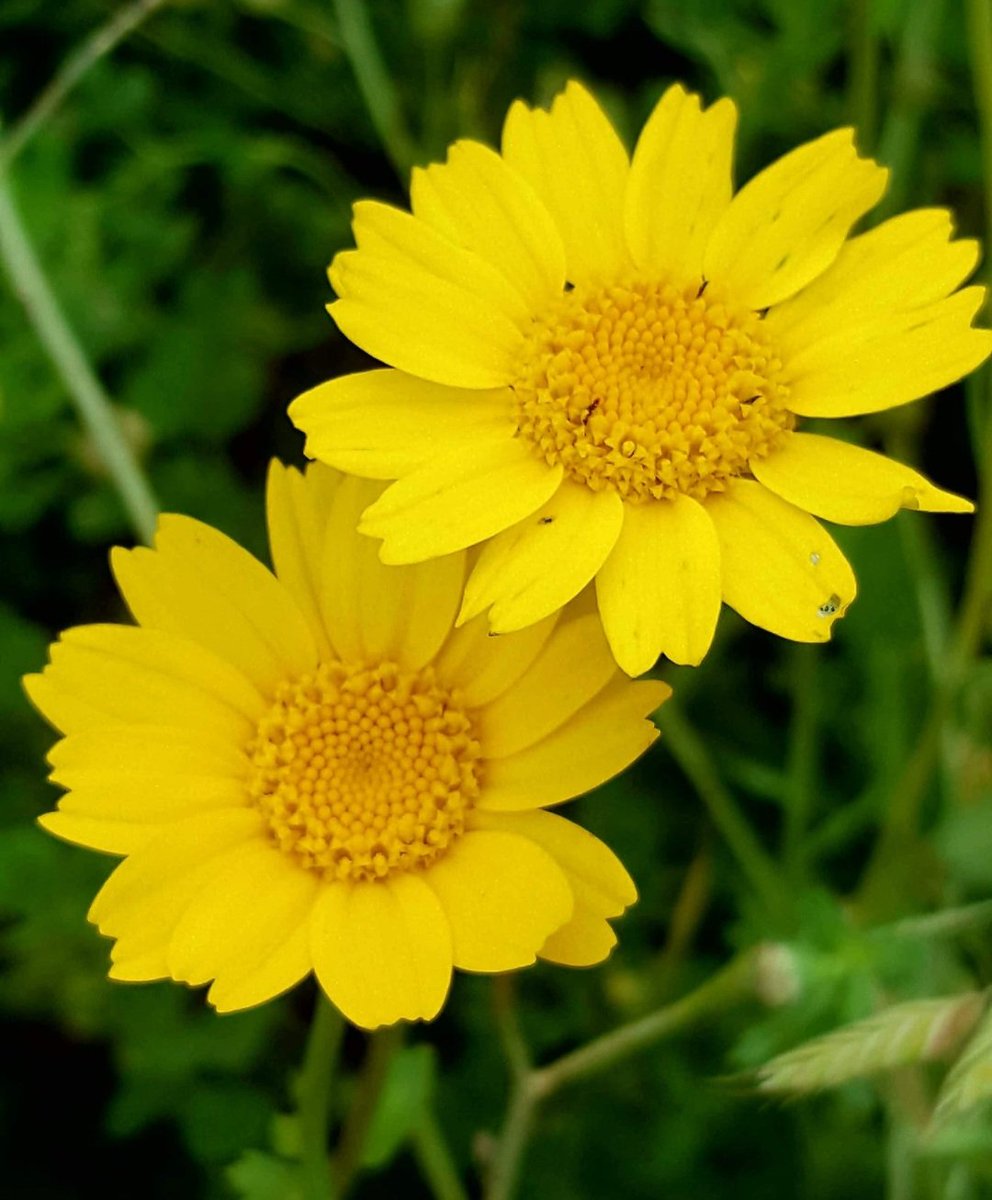 Maria Lea tweet media