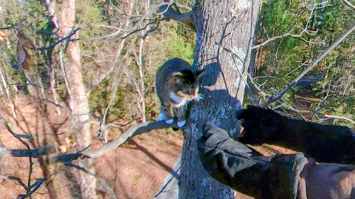 If you think you're seeing 2 different cats, you'd be correct. They're not even in the same tree, so what's the significance? Well, they're both 1.5 hours away from me but only 8 minutes away from each other, and I received their calls for help just minutes apart. What are the