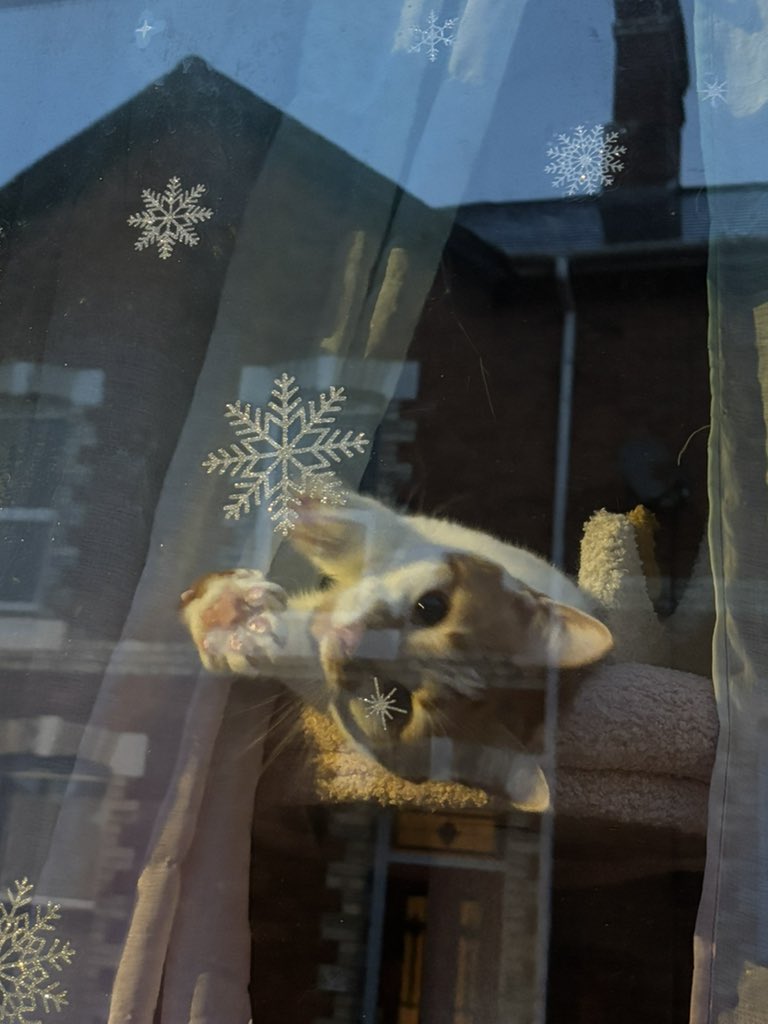 binkywinkywoo's tweet image. SNOWFLAKES