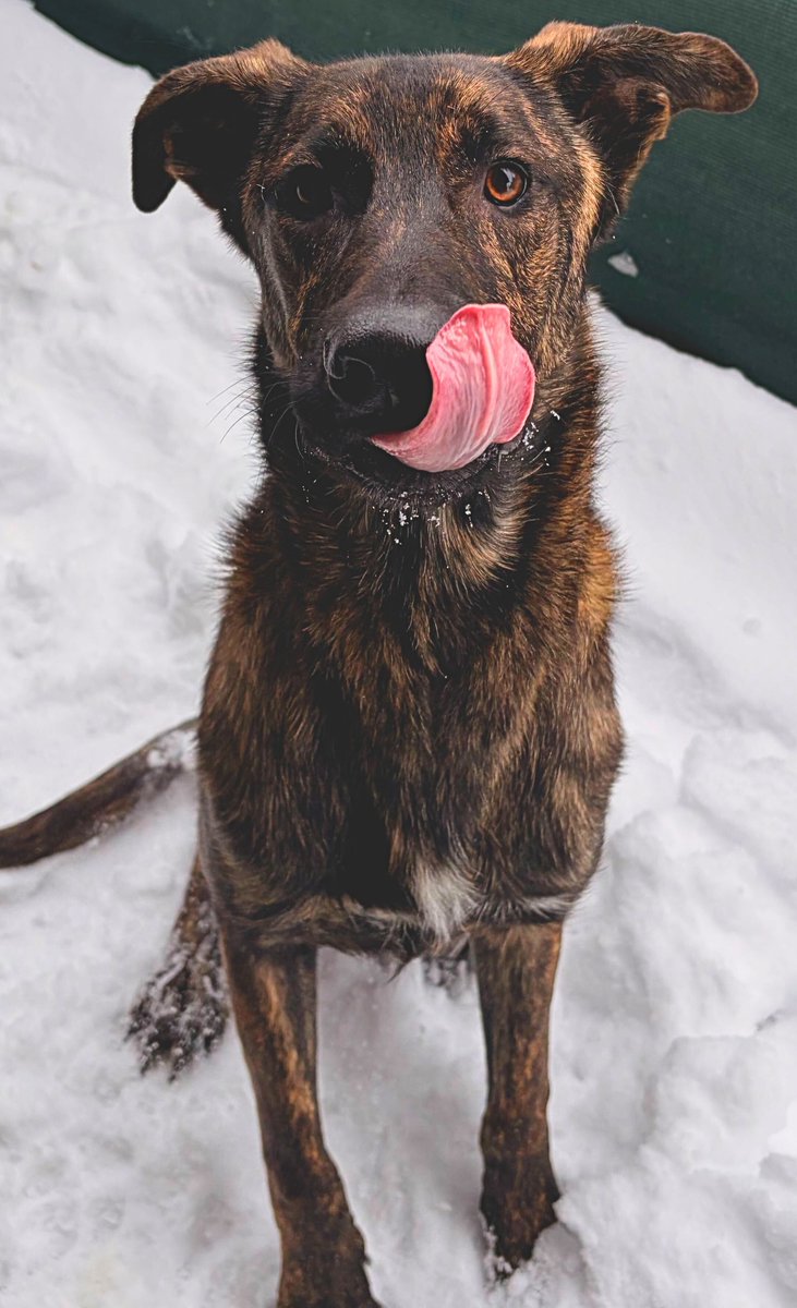 HumaneSocietyJeffCty tweet media