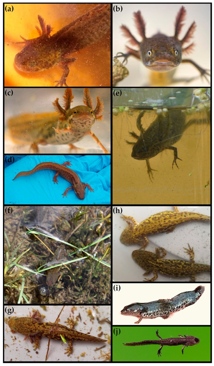New publication is out! 🎉🦎
"Environmental Correlates of Facultative Paedomorphosis in Newts from a Greek Biodiversity Hotspot: Is Staying Young Enough to Stay Alive?"
by Molecular Ecology and Conservation Genetics Lab <a href="/bat_uoi/">Τμήμα Β.E.T.</a> <a href="/Conservation_OA/">Conservation MDPI</a>  
mdpi.com/2673-7159/5/4/…